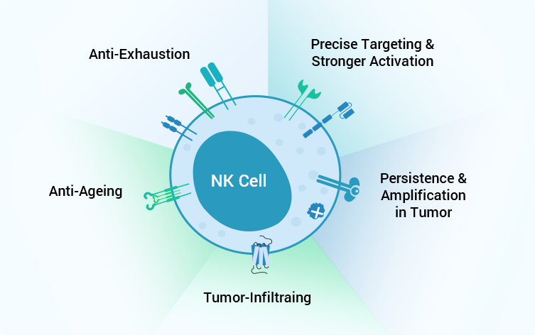 合成NK细胞：基于逻辑门原理构建基因线路