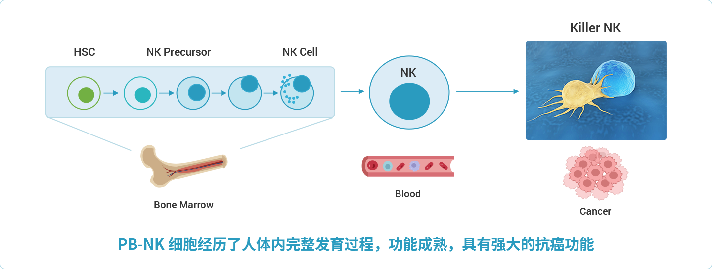 不同来源异体NK细胞的抗癌功能比较：PB-NK细胞已经经历了完整的体内发育过程，具有完全成熟的功能