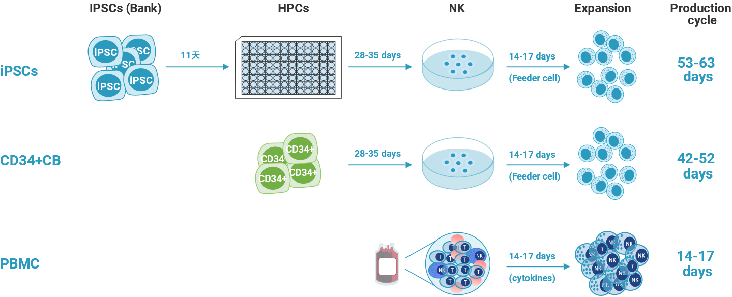 不同来源的异体NK细胞生产周期的比较：PBMC-NK细胞生产周期短