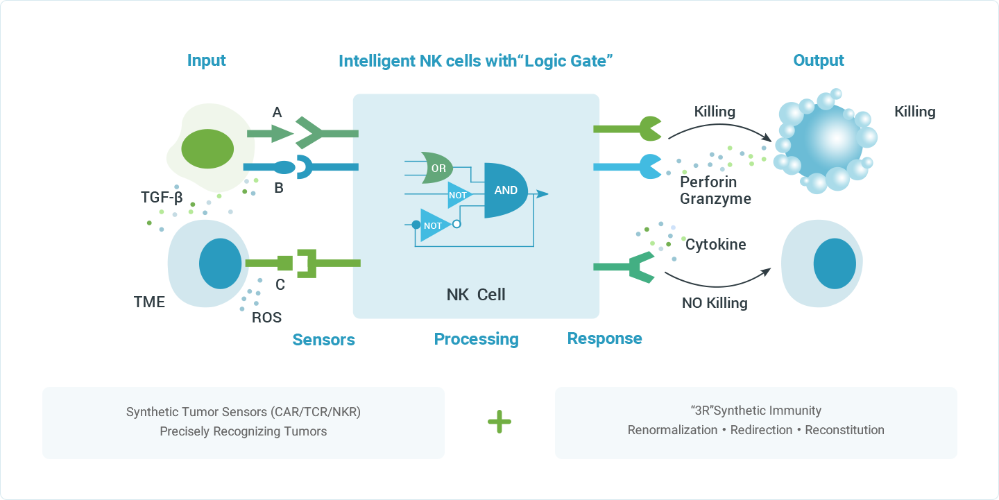 Synthetic NK Cells（SynNK™）
